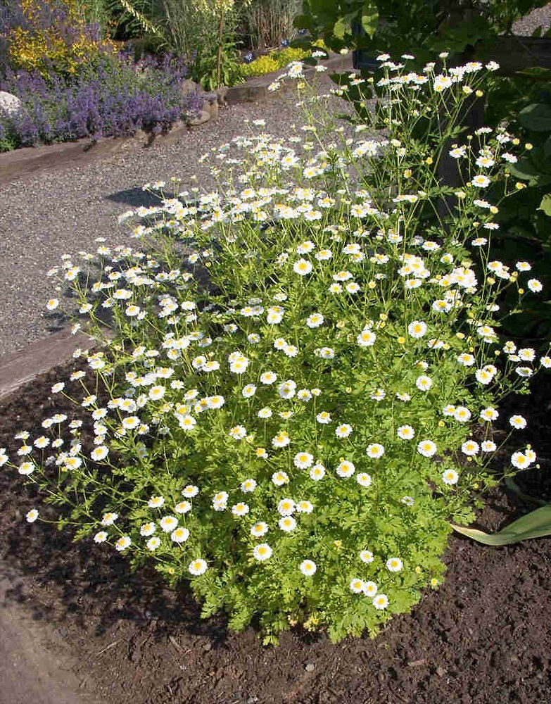 Thumbnail: Feverfew