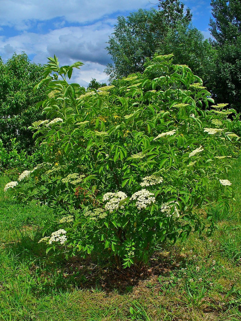Thumbnail: Sambucus canadensis - Elderberry