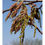 Thumbnail: Quercus coccínea - Scarlet Oak