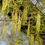 Thumbnail: Quercus phellos - Willow Oak