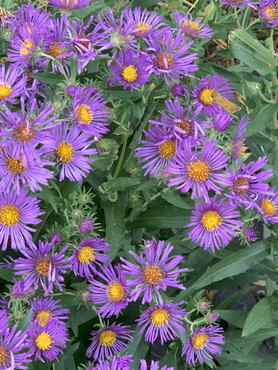 New England Aster