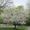 Thumbnail: Cornus florida - Flowering Dogwood