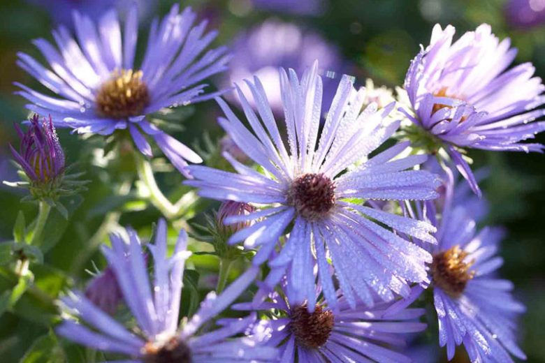 Symphyotrichum  oblongifolium ‘Raydon’s Favorite’ - Raydon’s Favorite Aster
