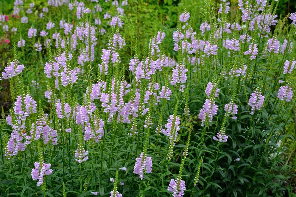 Physostegia virginia 'Pink Manner'
