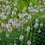 Thumbnail: Physostegia virginia 'Pink Manner'
