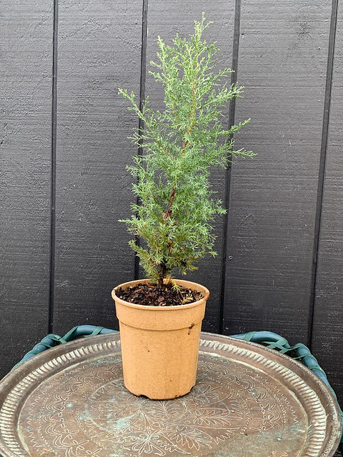 Eastern Red Cedar - Juniperus virginiana | Schroeder Gardens