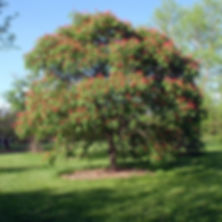 Aesculus pavia - Red Buckeye