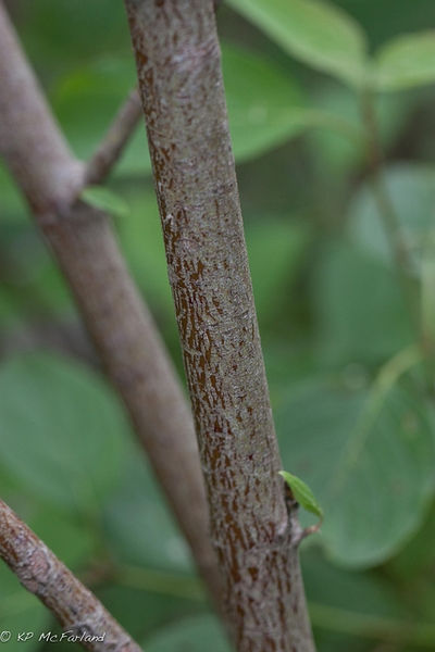 Thumbnail: Cornus amomum - Silky Dogwood