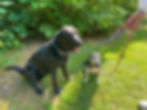 Dogs on leads at Ramster Garden