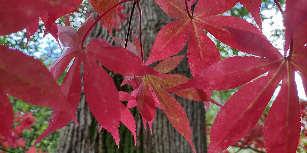 Red autumn leaves at Ramster Garden