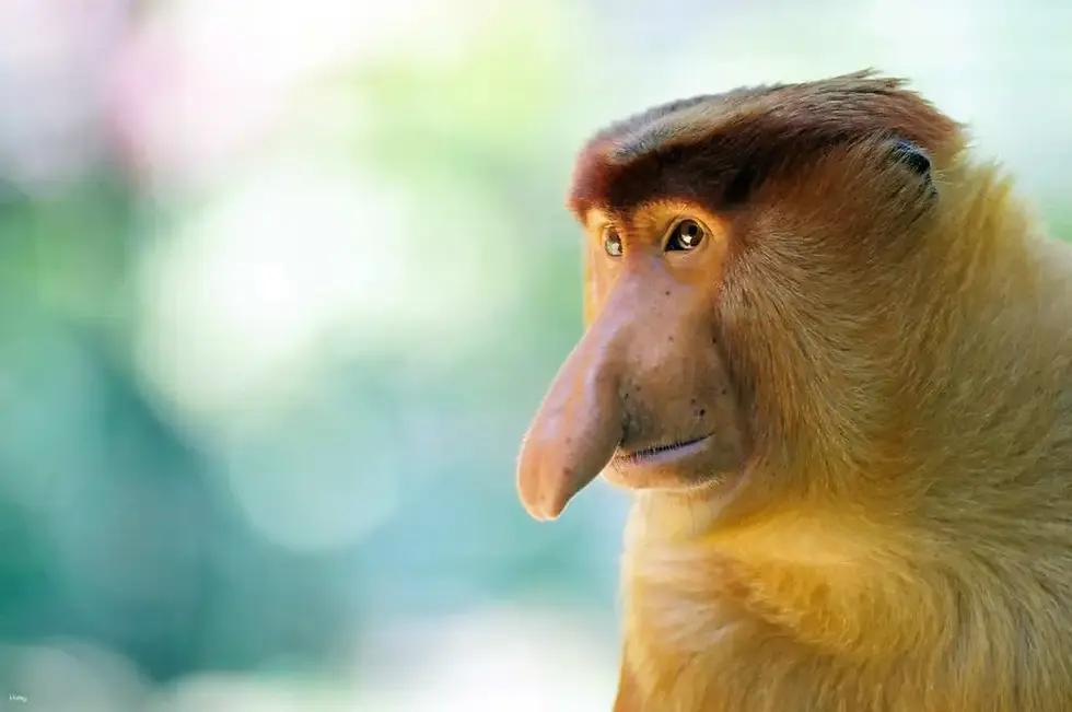 Binsuluk-River-Cruise-Tour-with-Fireflies-Proboscis-Monkeys-Fish-Spa-More-in-Kota-Kinabalu
