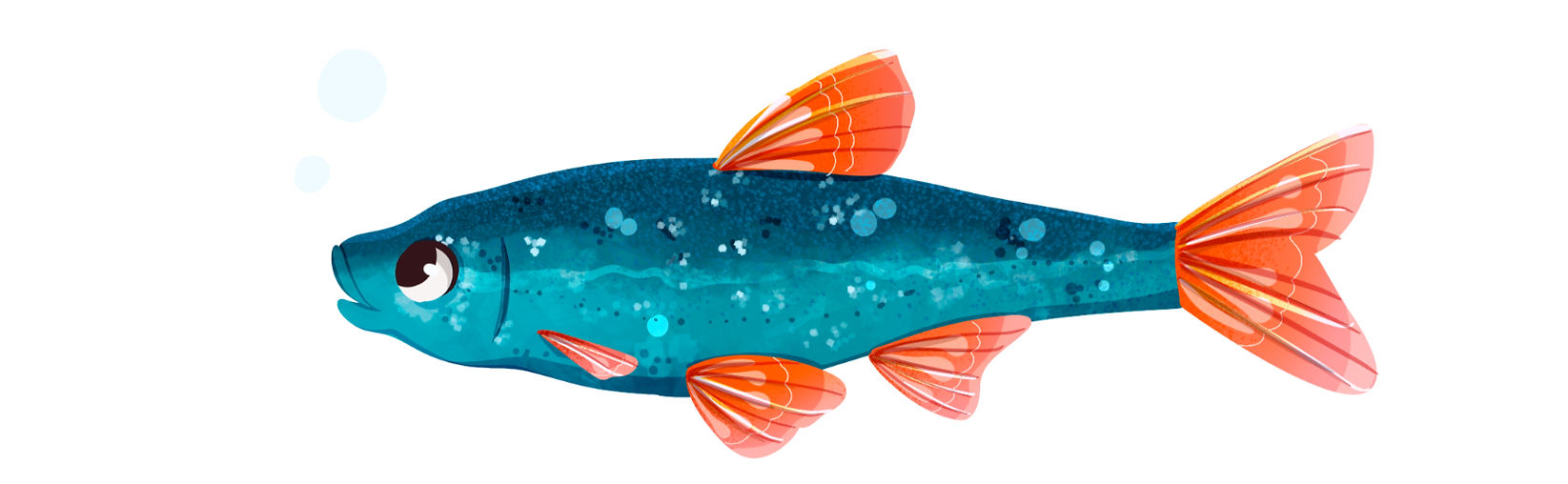 Poisson illustré sur ipad pro