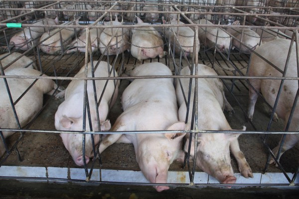 Factory farmed pigs in gestational crates