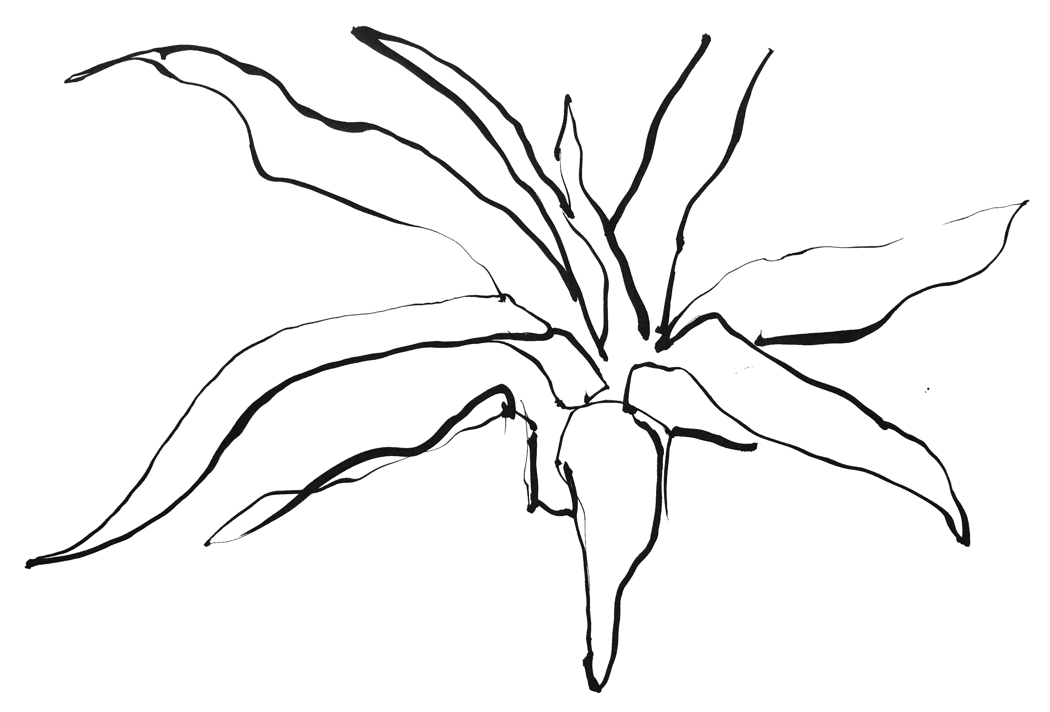 cactus_2_1880.JPG