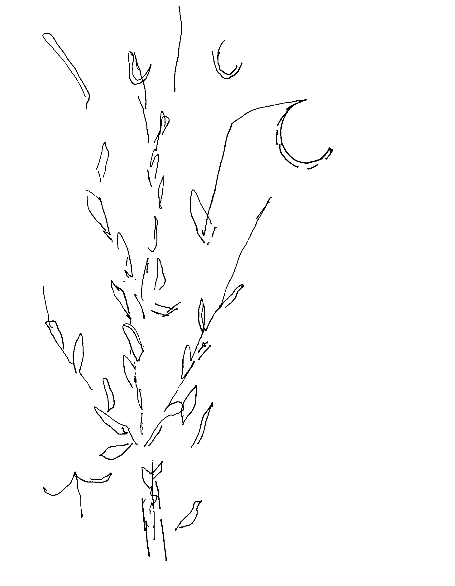 ink_line_poppy_bush_!.jpeg