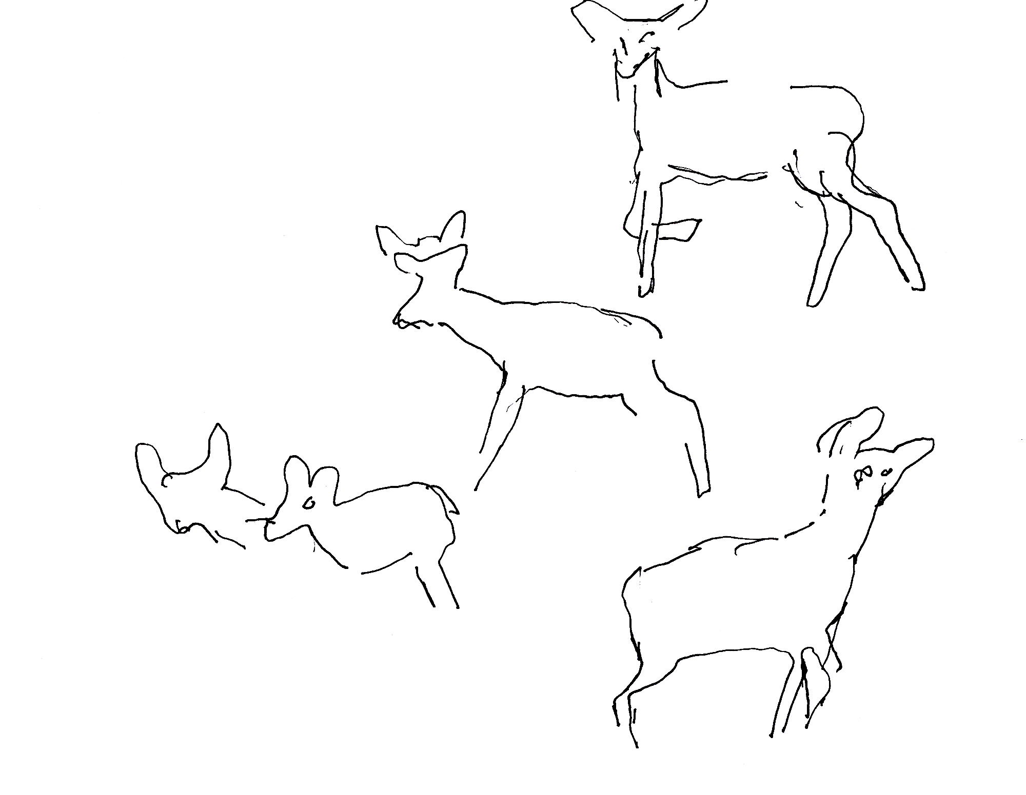 anim_scan_0007_web.jpg