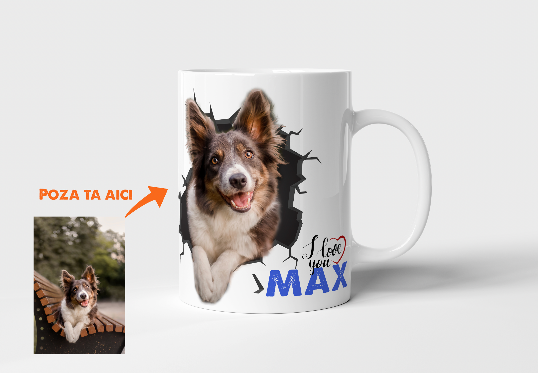 Cani cu animalutul tau