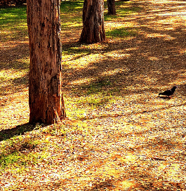 תמונה של שדרת עצים ודשא עם אוירה טבעית