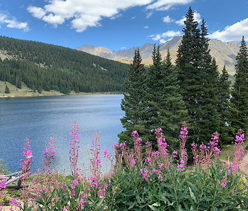 Fireweed aka Nature's Stopwatch and Lake