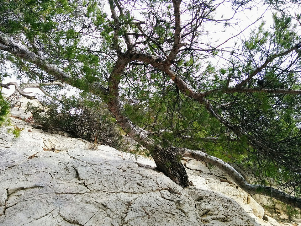 Arbre