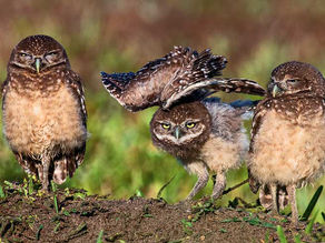 Friends of Wildlife Await Execution of $900,000 Grant for Burrowing Owl Habitat in Cape Coral