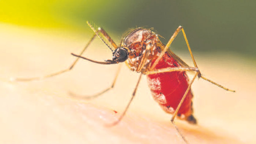 A debilitating virus surges globally as mosquitoes move with warming climate