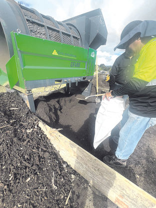 Alcalde de San Lorenzo destaca éxito del programa de reciclaje árboles de Navidad