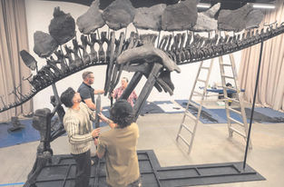 World’s priciest dinosaur fossil comes to Museum of Natural History
