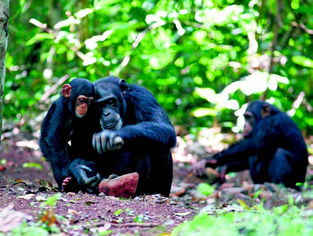 From chimpan-a to chimpanzee, these apes may have humanlike culture