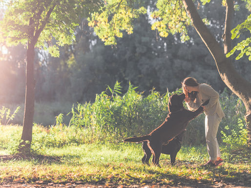 We love our dogs and cats. But are they bad for the environment?
