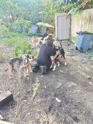Policía rescata 23 perros en operativo en Humacao y Las Piedras
