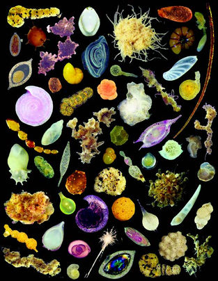 What scientists found when a deep sea mining company invited them in