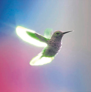 On the wings of war: Drone designers take cues from hummingbirds