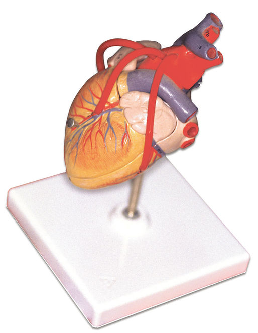 Otorgan un millón de dólares para investigar la relación entre reducción riesgo cardiovascular y medicamentos GLP-1