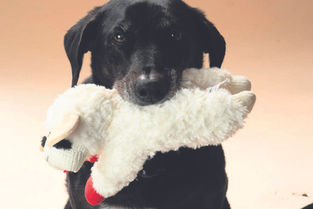 Meet Lamb Chop, America’s hottest dog toy
