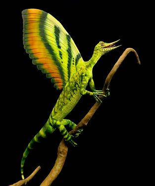 Something like feathers grew on a 247-million-year-old reptile