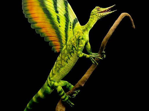 Something like feathers grew on a 247-million-year-old reptile