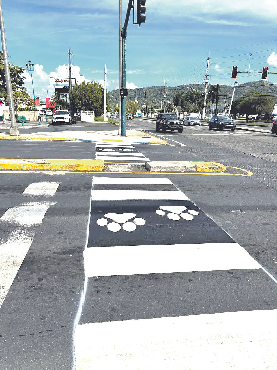 Con la pintura de huellas mascotas en cruces peatonales, se promueve en Caguas una campaña de educación y concienciación sobre bienestar animal. La misma lleva por nombre Caguas, por ellos: más amor, menos abandono. (Foto: Municipio Autónomo de Caguas)