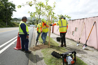 Caguas fortalece su política de reforestación con nuevos proyectos de siembra urbana