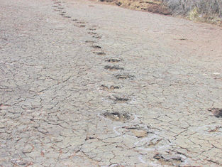 Scientists discover similar dinosaur footprints on opposite sides of the Atlantic