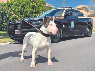 No pets left behind: How a dog’s hurricane rescue changed Florida law