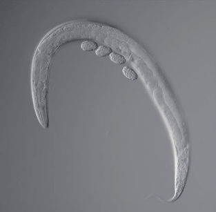 These tiny worms account for at least 4 Nobel Prizes