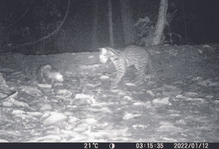 Videos from the Amazon reveal an unexpected animal friendship