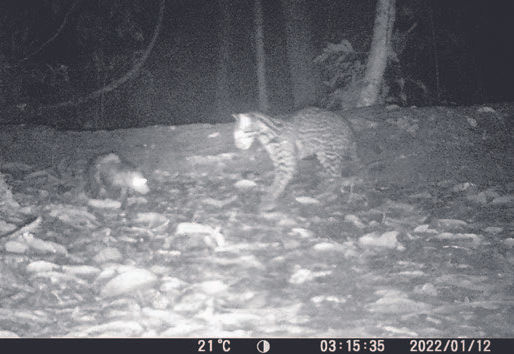Videos from the Amazon reveal an unexpected animal friendship