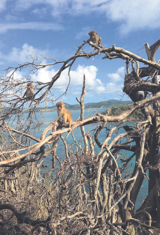 After a weather disaster, a surprise: Some ornery monkeys got nicer