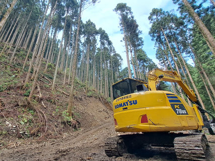 間伐完了現場