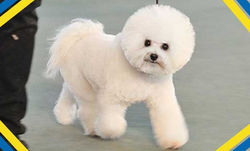 bichon1