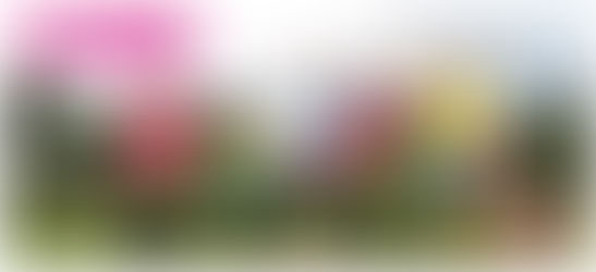 Colour Rush 4.0