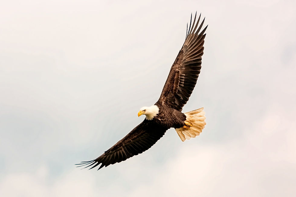 bald%20eagle%20flying%20on%20skies_edited.jpg