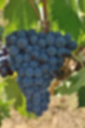grapes-2659114_1280.jpg